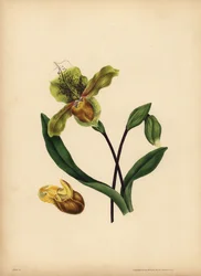 De edele Damespantoffel, Cypripedium reginae, Gelijkenis