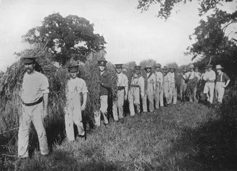 Het tekort aan landbouwarbeid: Soldaten helpen bij de oogst, 1915