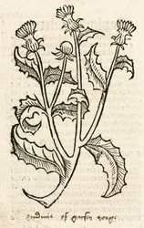Distel