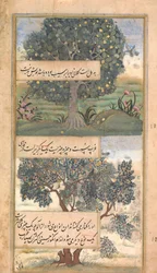 Drie Bomen van India, Folio uit een Baburnama Autobiografie van Babur, eind 16e eeuw