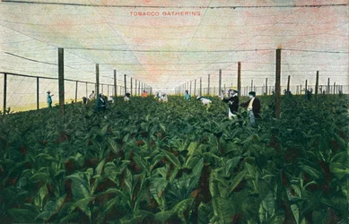 Tabaksoogst, 1900
