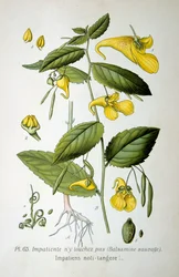 Springzaad, 1893