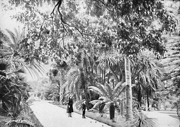 Tropische palmen en varens in de botanische tuinen, c1900