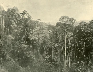 Tropische struiken, Blackall Range, Queensland, 1901