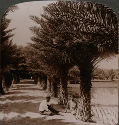 Tropische schoonheid van een laan met dadelpalmen, Moanalua nabij Honolulu, H. Is. c1900
