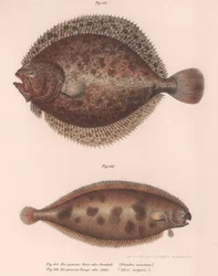 Tarbot, Rhombus maximus, Gewone tong Solea vulgaris, c.1850s