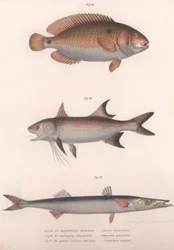 Tweevlek Bimaculus, Afrikaanse Roodvin, Gewone Barracuda, ca. 1850s