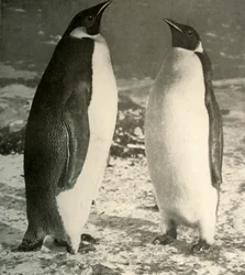 Twee Keizerpinguïns, ca. 1908, 1909