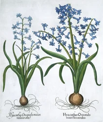 Twee blauwe hyacinten, 1613