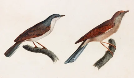 Twee kleurenillustraties van vogels