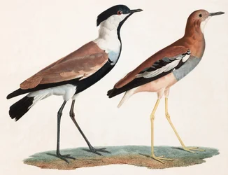 Twee kleurenillustraties van vogels
