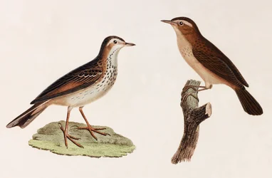 Twee kleurenillustraties van vogels