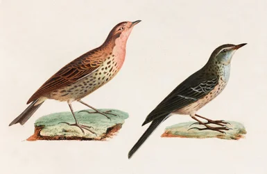 Twee kleurenillustraties van vogels