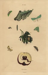 Variëteiten van pyralide motten, Pyralidae, die schade aan bladeren en fruit veroorzaken