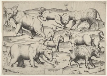 Verschillende Dieren