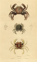Fluweelkrab, Necora puber 1, gemarmerde zwemkrab, Liocarcinus marmoreus 2, en Pennant