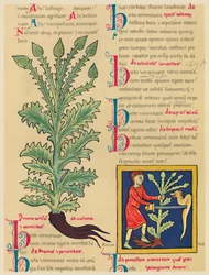 Verbena of Vervain