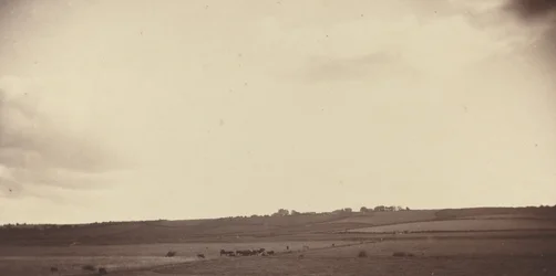 Uitzicht op velden met koeien