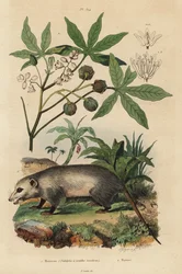Virginia opossum, Didelphis virginiana, en cassave of yuca, Manihot esculenta