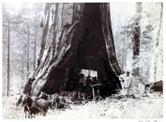 Wagen die door een gigantische boom rijdt, Noord-Amerika, circa 1900