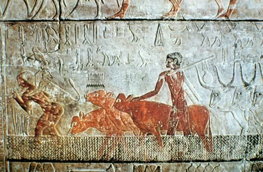 Wandelende runderen door een kanaal, muurreliëf, Saqqara, Egypte