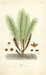 Waterpaardenstaart of moeraspaardenstaart, Equisetum fluviatile, Prele