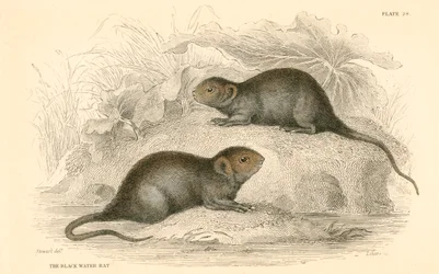 Waterspitsmuis Arvicola terrestris, ook bekend als de zwarte waterrat