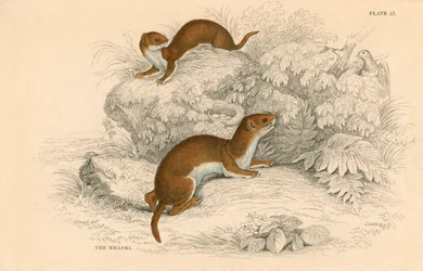 Wezel Putorius nivalis, de kleinste Europese carnivoor, 1828