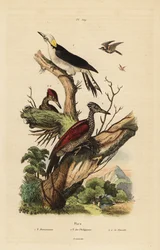 Witte specht, Melanerpes candidus, Filipijnse dwergspecht, Yungipicus maculatus, man en vrouw