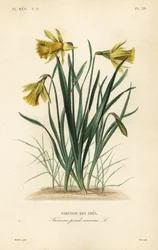Wilde narcis of Lentelilie, Narcissus pseudonarcissus, Narcissus pseudo-narcissus, Narcisse des pres