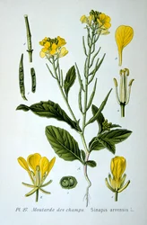 Wilde mosterd