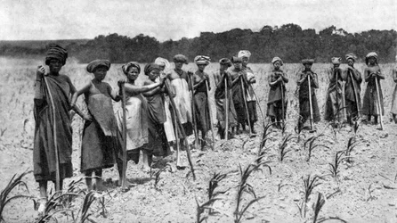 Vrouwen die een maïsveld wieden, Zuid-Afrika, ca. 1923