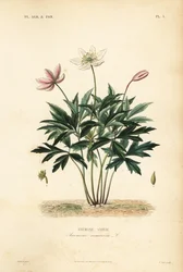 Bosanemoon of windbloem, Anemone nemorosa, Anemone sylvie