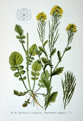 Gele raket, 1893