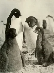 Jonge Adelie en Ouders, ca. 1908, 1909
