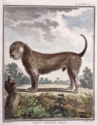 Kruising Hond (gekleurde print)