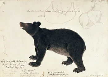 Tekening van een Aziatische Zwarte Beer, Ursus Tibetanus, uit de Centrale Regio van de Himalaya