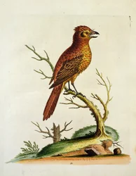 Indische Grote Kuif Bulcher Vogel, uitgegeven mei 1742 door G.E. Inard