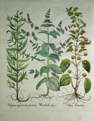 Munt: Mentha crispa