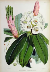 Rhododendron: Argenteum, uit `The Rhododendrons of Sikkim-Himalaya, door J.D. Hooker, 1849-51