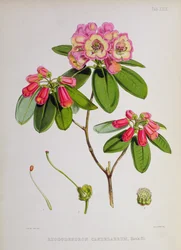 Rhododendron: Kandelaar, uit `The Rhododendrons of Sikkim-Himalaya door J.D. Hooker, 1849-51
