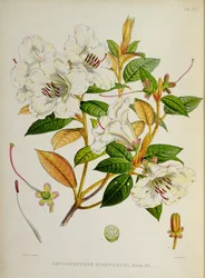 Rhododendron: Edgeworthi uit `The Rhododendrons of Sikkim-Himalaya door J.D. Hooker 1849-51