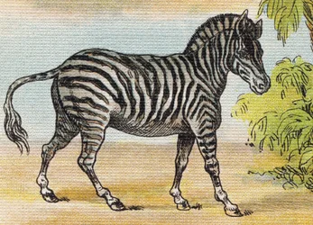 Een Zebra. Gravure in "Alfabet van mijn kleine meisje". Bernardin-Bechet en Fils, boekhandel-uitgevers, Parijs, circa 1895.