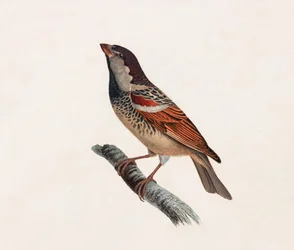 Een kleurenillustratie van een vogel