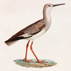 Een kleurenillustratie van een vogel