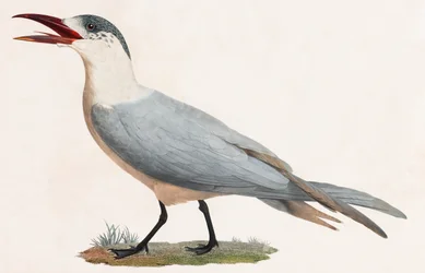 Een kleurenillustratie van een vogel