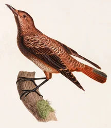 Een kleurenillustratie van een vogel