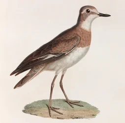 Een kleurenillustratie van een vogel