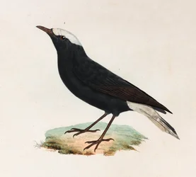Een kleurenillustratie van een zwarte vogel met witte staart