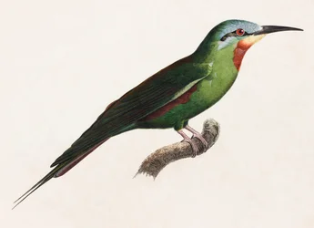Een kleurenillustratie van een groene vogel